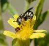 Pseudoanthidium sp.